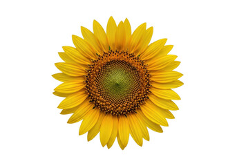 Fototapeta premium Bright sunflower on geometric background