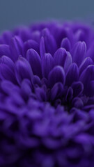close up of violet flower