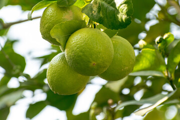 lime on tree