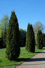 tall green bushes along the path