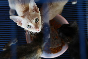 Four stray kittens are eating in a blue metal cage. One orange kitten looks up at the camera. One is striped cat, one is black, and the other two are ginger cats or orange cats. Mother cat abandoned 
