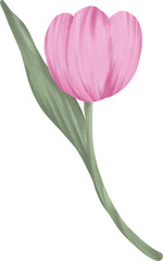 Fototapeta premium Single Pink Tulip 