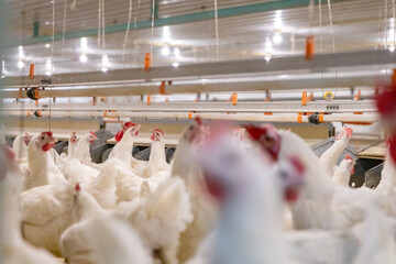 Well-raised chickens on a farm