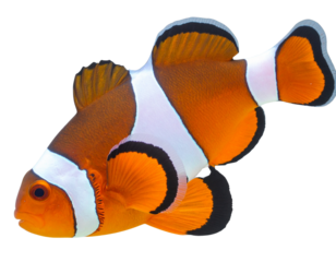 Top-Down View of Orange and White Clown Fish, Isolated on Transparent Background