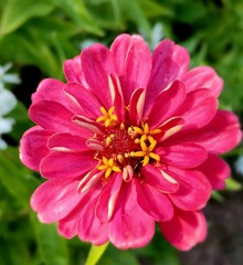 Fototapeta premium pink dahlia flower