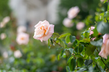 Soft focus on delicate pink roses