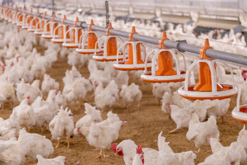 Breeding chickens are on the farm. © tearsze