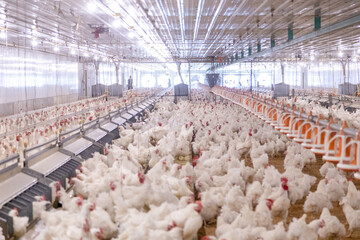 White chicken on the farm