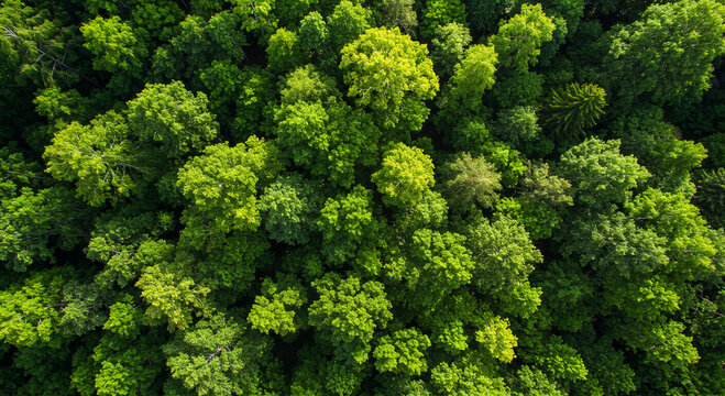 Aerial view of a dense forest filled with green trees tops