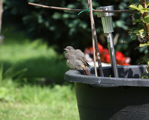 Junger Hausrotschwanz auf einem Pflanzkübel bei Sonnenschein im Garten.