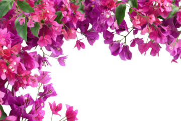 Beautiful bougainvillea spring floral blossom border isolated on transparent background. Colorful flower frame. blossom flower with green leaves. Mockup from flowers. Spring summer design elements PNG