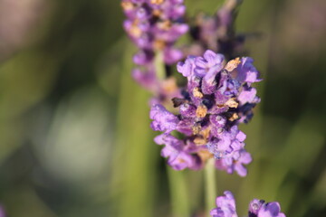 Obraz premium Lavender flower background with beautiful purple colors and bokeh lights. Blooming lavender in a field at sunset in Provence, France. Close up. Selective focus. Beautiful floral background 