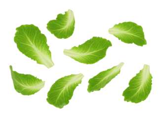 Gathering fresh romaine lettuce leaves kitchen food bright environment culinary concept isolated PNG