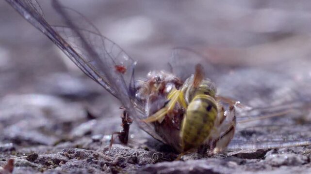 Macro video of Yellowjackets feeding on a dead dragonfly, showing detailed insect behavior, predation, and the cycle of nature.