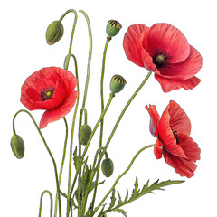 Obraz premium Close-up of red poppies poppy flowers with buds isolated on transparent background image png poppy close-up red flower png poppy buds png floral image transparent background png nature illustration