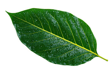 green fresh leaf isolated on white