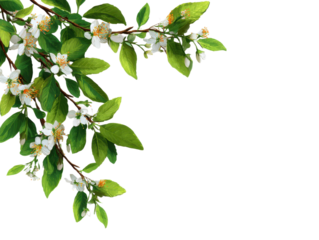 Green leaves and flowers in the corner. Natural branch leaves isolated on transparent background. Tree plant leaf with blossom flowers frame. Mockup, template for spring decoration design elements