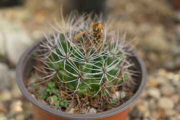 Close-up of a Ferocactus cactus with strong radial spines growing in a brown pot, surrounded by small gravel and pebbles.