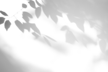 shadow overlay effects of realistic abstract natural tree leaves shadow on transparent background,Summer sunlight and shadow overlay effect,shadow for photo interior backdrop studio mockup