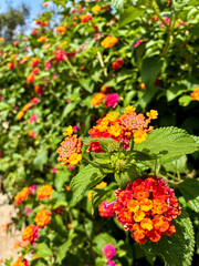 Close-up of vibrant orange and pink lantana flowers with blurred background
