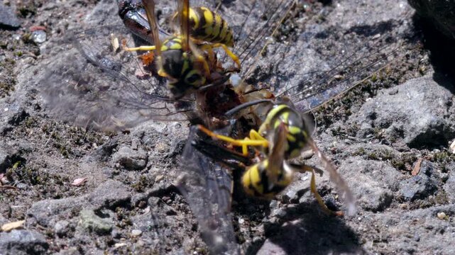 Macro video of Yellowjackets feeding on a dead dragonfly, showing detailed insect behavior, predation, and the cycle of nature.