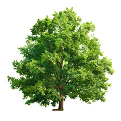 Obraz premium Realistic green tree isolated on transparent background. Nature tree in PNG for landscape or garden design elements, Spring decoration, Cut out, side view