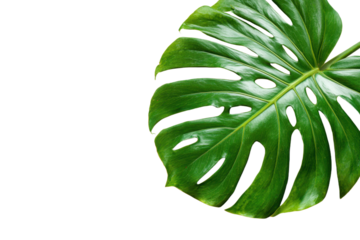 Leaf of tropical monstera plant on white background png file, Flat lay, top view with space for text