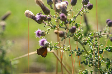 Butterfly resting on wild thistle flowers