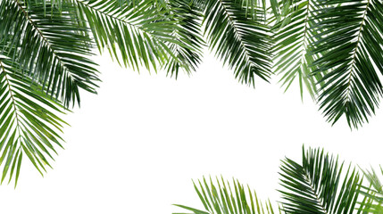 Natural green palm leaf isolated on white background. Tropical coconut palm branches with shadow. Evergreen plant foliage, clip art for summer design elements, cut out, PNG