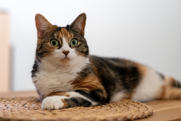 Calm cat on woven mat indoors