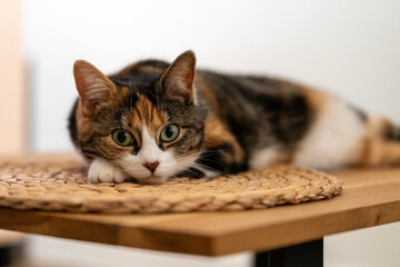 Fototapeta na wymiar Calico cat resting on wooden table