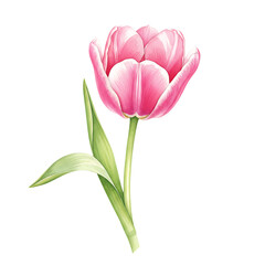 Fototapeta premium Watercolor Pink Tulip Flower Illustration Isolated on Transparent Background