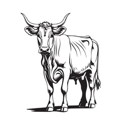 Fototapeta premium Vector art of a detailed black and white illustration of a bull standing on a white background, isolated on white background