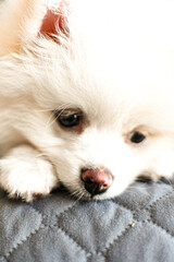 Spitz alem&atilde;o.