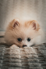 Animal de estima&ccedil;&atilde;o.