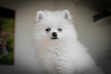 Bicho de estima&ccedil;&atilde;o.