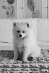 Animal de estima&ccedil;&atilde;o.