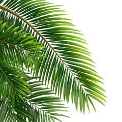 Fototapeta premium Realistic palm branches isolated on white background