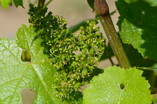 Weinrebe; Vitis vinifera, Bl&uuml;te