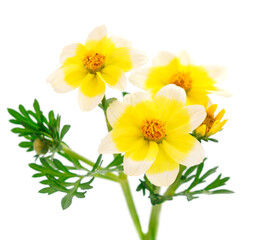 Bidens flower isolated.