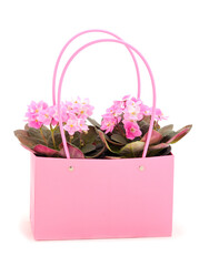 Violets beautiful flowers in basket.