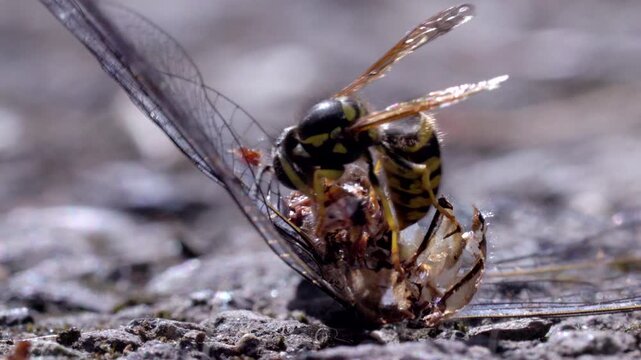 Macro video of Yellowjackets feeding on a dead dragonfly, showing detailed insect behavior, predation, and the cycle of nature.