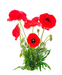 Decorative, red poppy isolated on white background