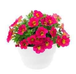 Bouquet of flowers petunia in a pot.