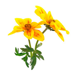 Bidens flower isolated.