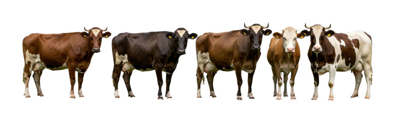 Cattle grazing in pasture agricultural landscape livestock rural environment group of cows isolated PNG