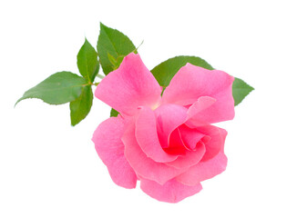 Pink beautiful rose.