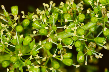 Weinrebe; Vitis vinifera, Blüte