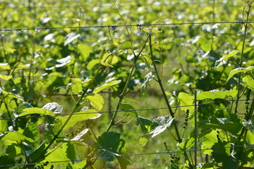 Weinbau, Kaiserstuhl