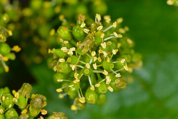 Weinrebe; Vitis vinifera, Blüte